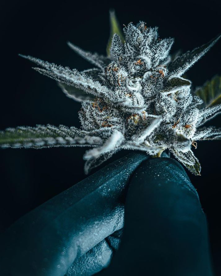 Cannabis Image